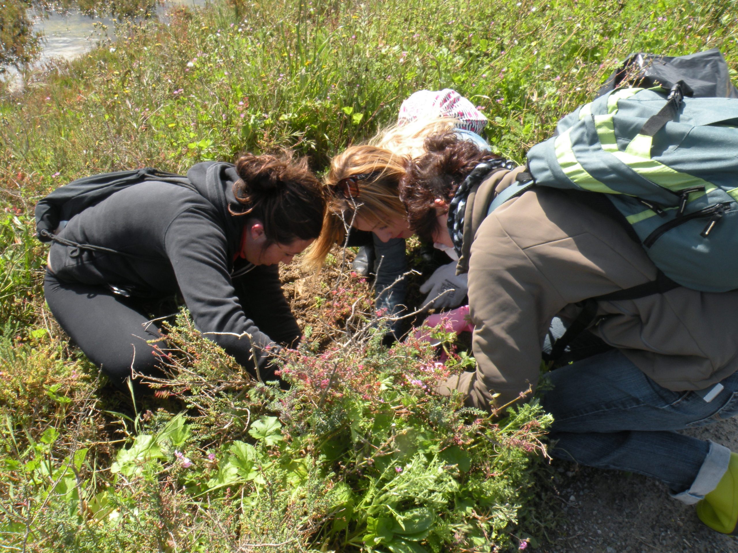 Lanzamos una jornada participativa de erradicación de flora exótica en el Parque Natural Bahía de Cádiz